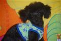 Poodle